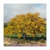 Gleditsia triacanthos f inermis 'Sunburst' | Golden Honey Locust Tree -Ornamental Trees Shop TR0148 main image 7b5d