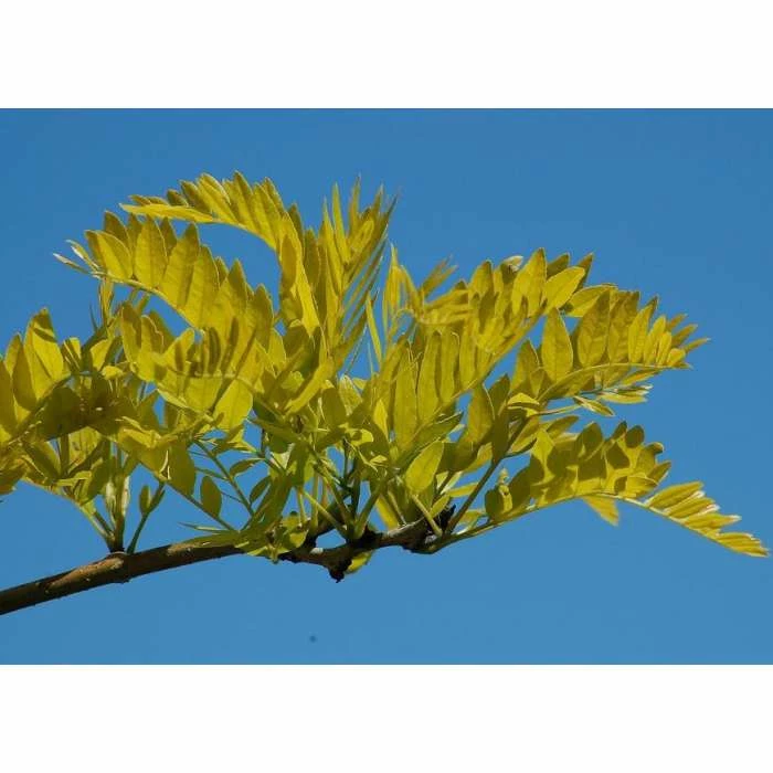 Gleditsia triacanthos f inermis 'Sunburst' | Golden Honey Locust Tree 4 Gleditsia triacanthos f inermis 'Sunburst' | Golden Honey Locust Tree - Image 2