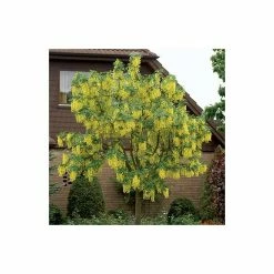 Laburnum x watereri 'Vossii' 9 Laburnum x watereri 'Vossii' -Ornamental Trees Shop TR01499L add image 1 9fe3