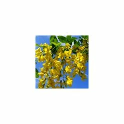 Laburnum x watereri 'Vossii' 10 Laburnum x watereri 'Vossii' -Ornamental Trees Shop TR01499L add image 2 ebfb