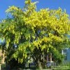 Laburnum x watereri 'Vossii' 1 Laburnum x watereri 'Vossii' -Ornamental Trees Shop TR01499L main image 8452