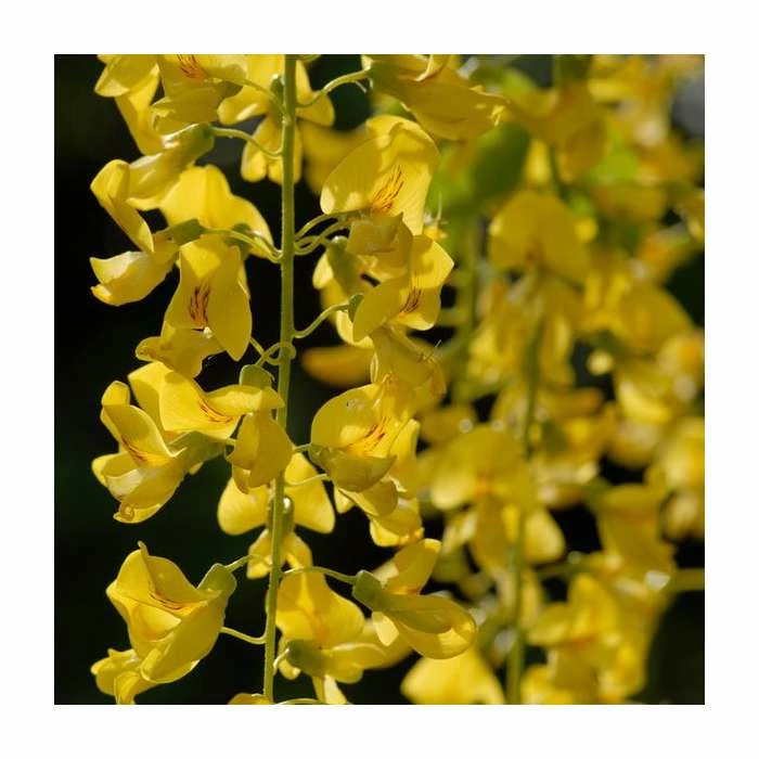 Laburnum x watereri 'Vossii' 4 Laburnum x watereri 'Vossii' - Image 2