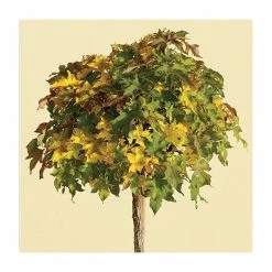 Liquidambar styraciflua 'Gum Ball' | Sweet Gum Tree | 18L Pot | 120-150cm Half Standard 9 Liquidambar styraciflua 'Gum Ball' | Sweet Gum Tree | 18L Pot | 120-150cm Half Standard -Ornamental Trees Shop TR015018L add image 1 850a