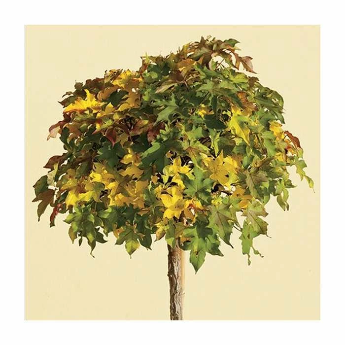 Liquidambar styraciflua 'Gum Ball' | Sweet Gum Tree | 18L Pot | 120-150cm Half Standard 5 Liquidambar styraciflua 'Gum Ball' | Sweet Gum Tree | 18L Pot | 120-150cm Half Standard - Image 3