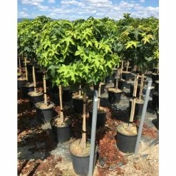 Liquidambar styraciflua 'Gum Ball' | Sweet Gum Tree | 18L Pot | 120-150cm Half Standard 10 Liquidambar styraciflua 'Gum Ball' | Sweet Gum Tree | 18L Pot | 120-150cm Half Standard -Ornamental Trees Shop TR015018L add image 2 f218