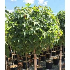 Liquidambar styraciflua 'Gum Ball' | Sweet Gum Tree | 18L Pot | 120-150cm Half Standard 11 Liquidambar styraciflua 'Gum Ball' | Sweet Gum Tree | 18L Pot | 120-150cm Half Standard -Ornamental Trees Shop TR015018L add image 3 1715
