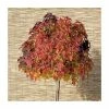 Liquidambar styraciflua 'Gum Ball' | Sweet Gum Tree | 18L Pot | 120-150cm Half Standard 2 Liquidambar styraciflua 'Gum Ball' | Sweet Gum Tree | 18L Pot | 120-150cm Half Standard -Ornamental Trees Shop TR015018L main image 1d3e