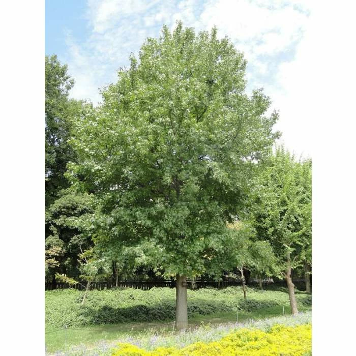 Liquidambar styraciflua | Sweet Gum Tree 8 Liquidambar styraciflua | Sweet Gum Tree - Image 6