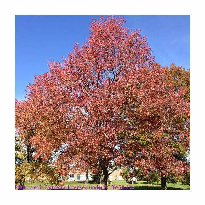 Liquidambar styraciflua | Sweet Gum Tree 9 Liquidambar styraciflua | Sweet Gum Tree - Image 7