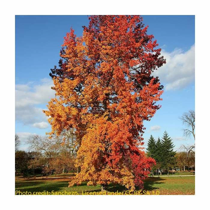 Liquidambar styraciflua | Sweet Gum Tree 3 Liquidambar styraciflua | Sweet Gum Tree