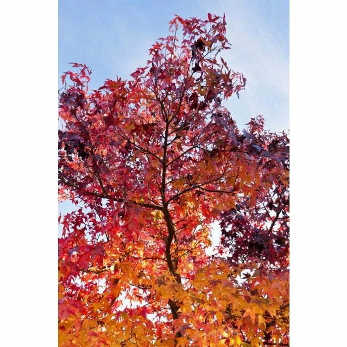 Liquidambar styraciflua | Sweet Gum Tree 4 Liquidambar styraciflua | Sweet Gum Tree - Image 2