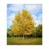 Liriodendron tulipifera | Tulip Tree -Ornamental Trees Shop TR0152 main image 3e1b