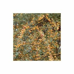 Malus 'Butterball' | Crab Apple Tree | 9L Pot | 12L Pot | 150-180cm | By Frank P Matthews 11 Malus 'Butterball' | Crab Apple Tree | 9L Pot | 12L Pot | 150-180cm | By Frank P Matthews -Ornamental Trees Shop TR015312L add image 2 1ab6