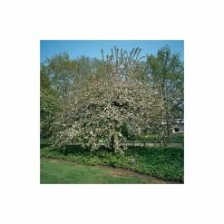 Malus 'Butterball' | Crab Apple Tree | 9L Pot | 12L Pot | 150-180cm | By Frank P Matthews 13 Malus 'Butterball' | Crab Apple Tree | 9L Pot | 12L Pot | 150-180cm | By Frank P Matthews -Ornamental Trees Shop TR015312L add image 4 5c5a