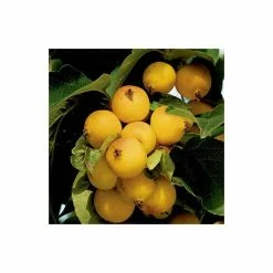 Malus 'Butterball' | Crabapple Tree -Ornamental Trees Shop TR01539L add image 1 e24b
