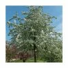 Malus 'Butterball' | Crabapple Tree 1 Malus 'Butterball' | Crabapple Tree -Ornamental Trees Shop TR01539L main image b40b