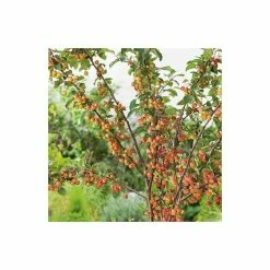 Malus 'Evereste' | Crab Apple Tree | 12L Pot | 150-180cm | By Frank P Matthews 10 Malus 'Evereste' | Crab Apple Tree | 12L Pot | 150-180cm | By Frank P Matthews -Ornamental Trees Shop TR015412L add image 1 cd10