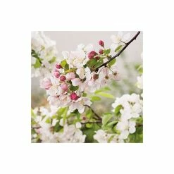 Malus 'Evereste' | Crab Apple Tree | 12L Pot | 150-180cm | By Frank P Matthews 13 Malus 'Evereste' | Crab Apple Tree | 12L Pot | 150-180cm | By Frank P Matthews -Ornamental Trees Shop TR015412L add image 4 2e79