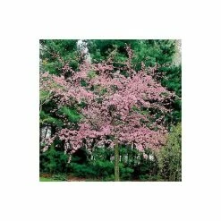 Malus floribunda | Crabapple Tree -Ornamental Trees Shop TR01559L add image 1 c451