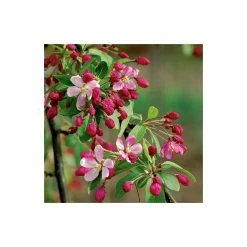 Malus floribunda | Crabapple Tree -Ornamental Trees Shop TR01559L add image 2 da00