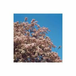 Malus floribunda | Crabapple Tree -Ornamental Trees Shop TR01559L add image 3 8d5e