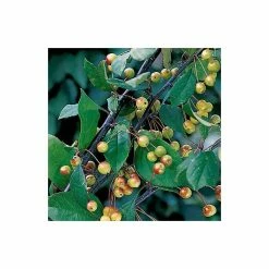 Malus floribunda | Crabapple Tree -Ornamental Trees Shop TR01559L add image 4 1c75
