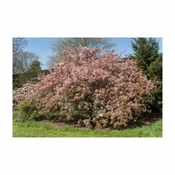 Malus floribunda | Crabapple Tree -Ornamental Trees Shop TR01559L add image 5 3cbb