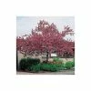 Malus floribunda | Crabapple Tree -Ornamental Trees Shop TR01559L main image 22d2