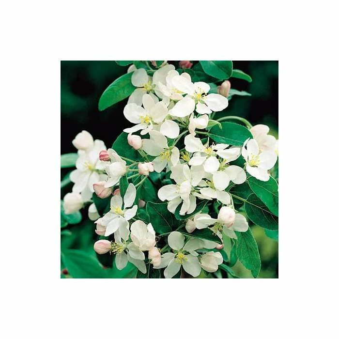 Malus x atrosanguinea 'Gorgeous' | Crab Apple Tree | 12L Pot | 150-180cm | By Frank P Matthews 4 Malus x atrosanguinea 'Gorgeous' | Crab Apple Tree | 12L Pot | 150-180cm | By Frank P Matthews - Image 2