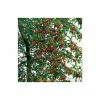 Malus x atrosanguinea 'Gorgeous' | Crabapple Tree -Ornamental Trees Shop TR0156 main image e1e0