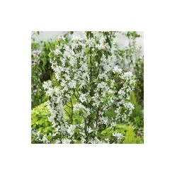 Malus 'John Downie' | Crab Apple Tree | 12L Pot | 150-180cm | By Frank P Matthews -Ornamental Trees Shop TR015712L add image 1 c8ed