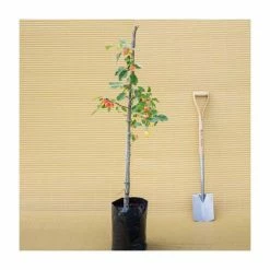 Malus 'John Downie' | Crabapple Tree -Ornamental Trees Shop TR01579L add image 2 0c7c