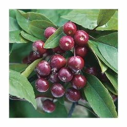 Malus x moerlandsii 'Profusion' | Crabapple Tree -Ornamental Trees Shop TR01599L add image 1 de77