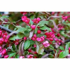Malus x moerlandsii 'Profusion' | Crabapple Tree -Ornamental Trees Shop TR01599L add image 2 5431
