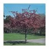 Malus x moerlandsii 'Profusion' | Crabapple Tree -Ornamental Trees Shop TR01599L main image 057d