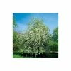 Malus 'Montreal Beauty' | Crabapple Tree -Ornamental Trees Shop TR01609L main image 13cf