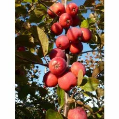 Malus x purpurea 'Neville Copeman' | Crabapple Tree -Ornamental Trees Shop TR01629L add image 2 7f33