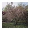 Malus x purpurea 'Neville Copeman' | Crabapple Tree -Ornamental Trees Shop TR01629L main image 29f9