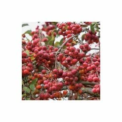Malus x robusta 'Red Sentinel' | Crab Apple Tree | 12L Pot | 150-180cm | By Frank P Matthews -Ornamental Trees Shop TR016312L add image 1 7780
