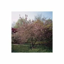 Malus x robusta 'Red Sentinel' | Crab Apple Tree | 12L Pot | 150-180cm | By Frank P Matthews -Ornamental Trees Shop TR016312L add image 2 d0dc