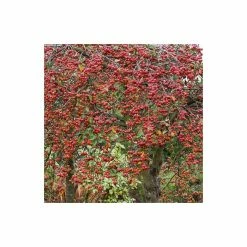 Malus x robusta 'Red Sentinel' | Crab Apple Tree | 12L Pot | 150-180cm | By Frank P Matthews -Ornamental Trees Shop TR016312L add image 3 6e6d
