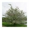 Malus x robusta 'Red Sentinel' | Crab Apple Tree | 12L Pot | 150-180cm | By Frank P Matthews 1 Malus x robusta 'Red Sentinel' | Crab Apple Tree | 12L Pot | 150-180cm | By Frank P Matthews -Ornamental Trees Shop TR016312L main image 11e7