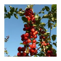 Malus x robusta 'Red Sentinel' | Crabapple Tree -Ornamental Trees Shop TR01639L add image 4 2b7b