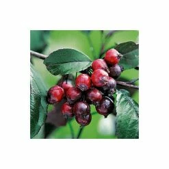 Malus 'Royalty' | Crabapple Tree -Ornamental Trees Shop TR01649L add image 1 6610