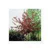 Malus 'Royalty' | Crabapple Tree -Ornamental Trees Shop TR01649L main image c31f