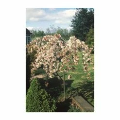 Malus 'Sun Rival' | Crab Apple Tree | 12L Pot | 150-180cm | By Frank P Matthews -Ornamental Trees Shop TR016512L add image 1 bdeb