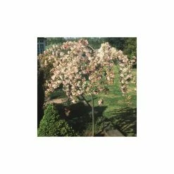 Ornamental Trees Shop 25 Malus 'Sun Rival' | Crab Apple Tree | 12L Pot | 150-180cm | By Frank P Matthews