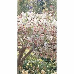 Ornamental Trees Shop -Ornamental Trees Shop TR016512L rollover image 13da