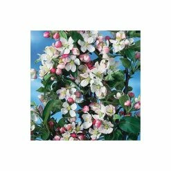 Malus x zumi 'Golden Hornet' | Crab Apple Tree | 12L Pot | 150-180cm | By Frank P Matthews -Ornamental Trees Shop TR016612L add image 3 32d2