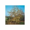 Malus x zumi 'Golden Hornet' | Crab Apple Tree | 12L Pot | 150-180cm | By Frank P Matthews 1 Malus x zumi 'Golden Hornet' | Crab Apple Tree | 12L Pot | 150-180cm | By Frank P Matthews -Ornamental Trees Shop TR016612L main image 33cc